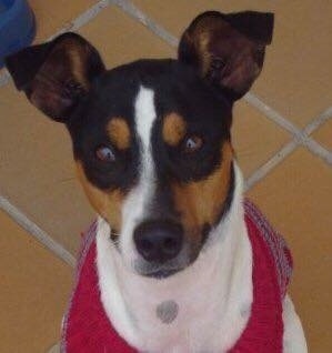 Close up head shot - A small tricolor dog wearing a red bandanna with brown eyes and a black nose with perk ears that fold over to the front sitting on a tan tiled floor looking up.